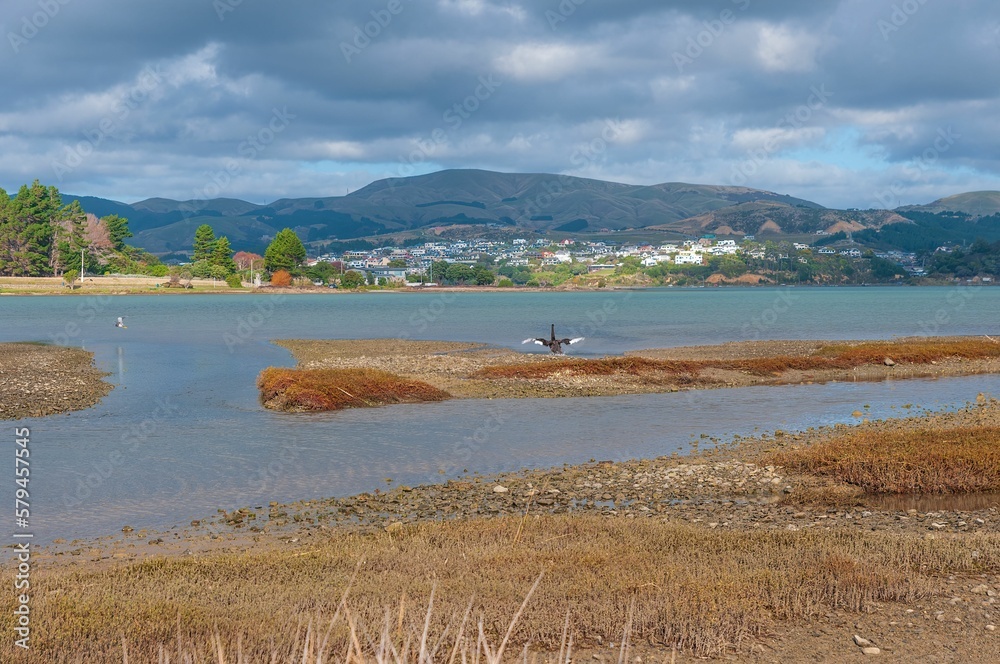 Bird landing on the small sand island in the lake in New Zealand, Porirua City near Wellington