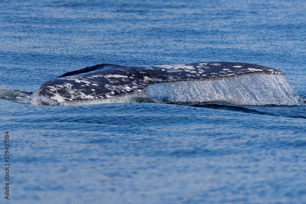 Obraz premium Gray Whale