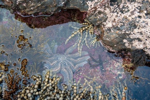 Tidal pool with starfish and seaweeds at Titahi Beach near Wellington in New Zealand © Philip Armitage/Wirestock Creators