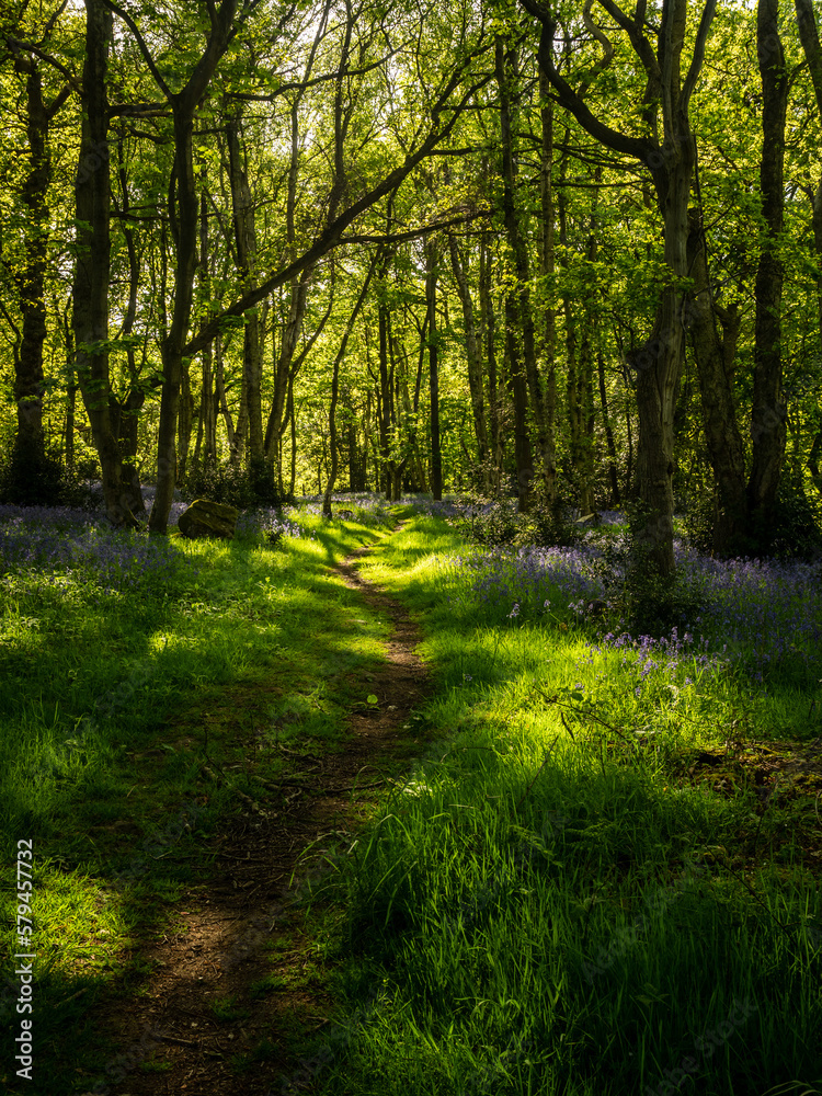 Obraz premium A Spring morning in an English woodland and a path winds its way past a carpet of Bluebells