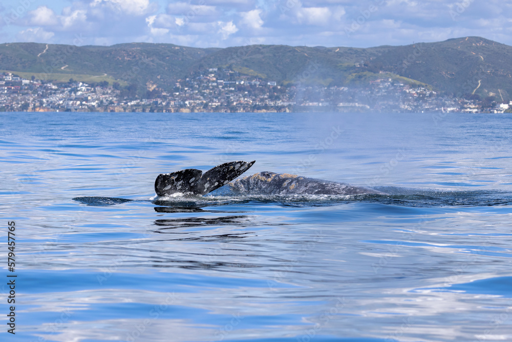 Fototapeta premium Gray Whale