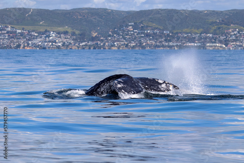 Gray Whale