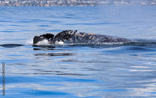 Gray Whale © Jay S