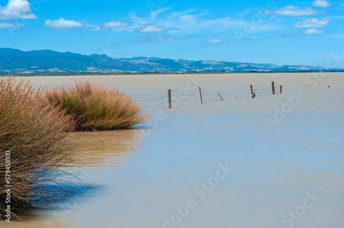 Landscape view of the dried grass on the shore of Lake Wairarapa in New Zealand with cabbage trees