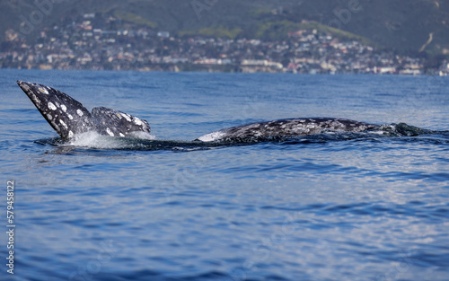 Gray Whale © Jay S