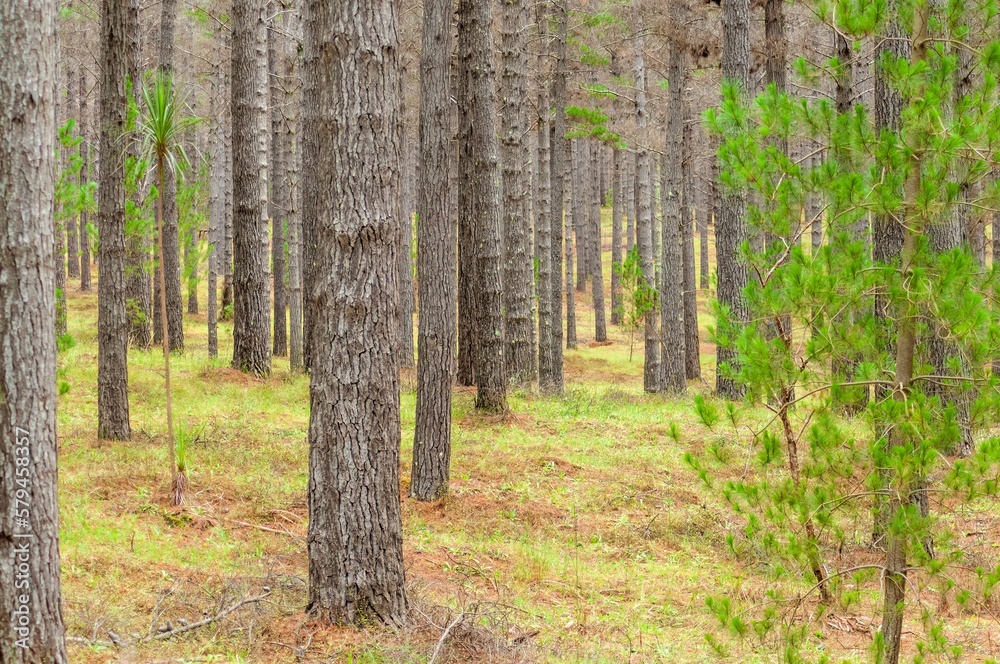 Beautiful shot of trees growing in the forest Beautiful shot of trees growing in the forest
