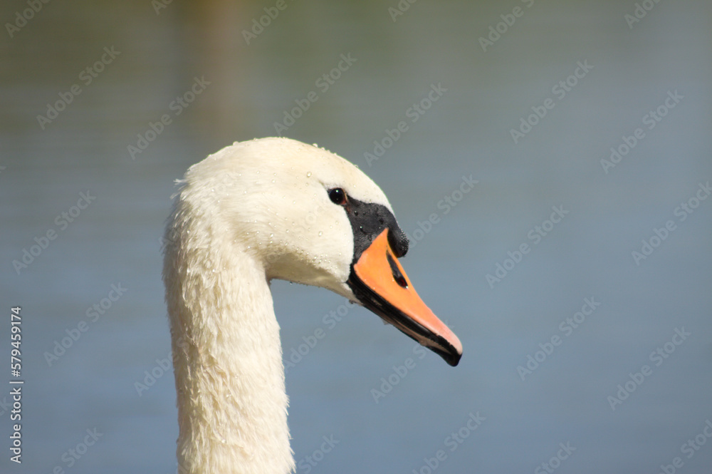 Macro photo of swan head side view with blue sky on background Macro photo of swan head side view with blue sky on background