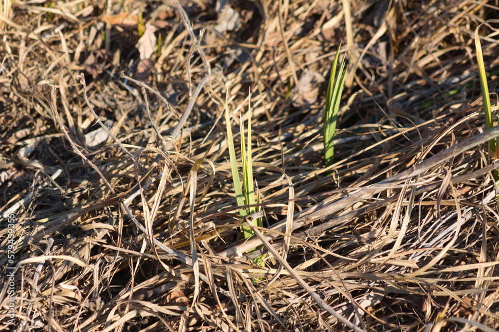 Closeup of green wild tulip growing from dried grass