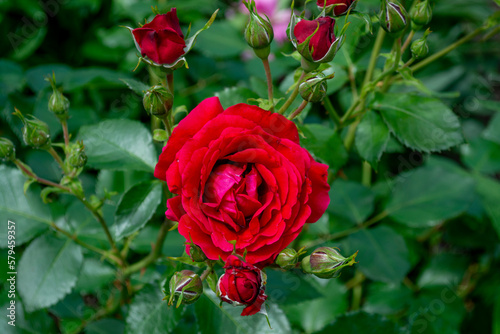 A bright red rose on a background of dark green leaves. Unopened buds on the bush. Beautiful flowers in the garden or park. Free space for text