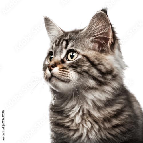 Cat isolated on white, transparent background, PNG, generative ai  © Rawf8