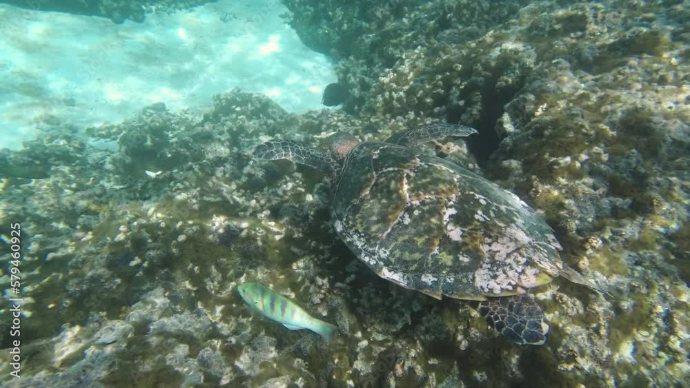Close-up of sea turtle cruising in Indian Ocean. Wild marine animal in natural environment Close-up of sea turtle cruising in Indian Ocean. Wild marine animal in natural environment