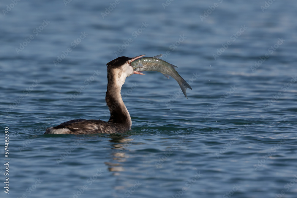 Fototapeta premium Amazing Underwater Hunter: Great Crested Grebe (Podiceps cristatus) Shows Off Impressive Fishing Skills