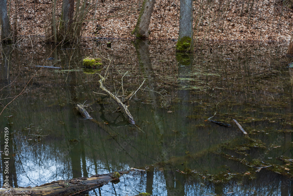 Floodplain forest. Trees growing in water. Wild nature. Floodplain forest. Trees growing in water. Wild nature.