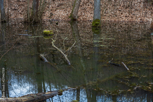 Floodplain forest. Trees growing in water. Wild nature.