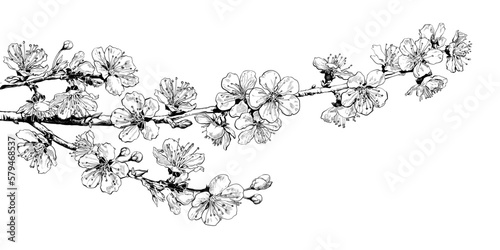 Hand drawn realistic cherry blossom branch. Black and white sketch of sakura flowers. Vector illustration.
