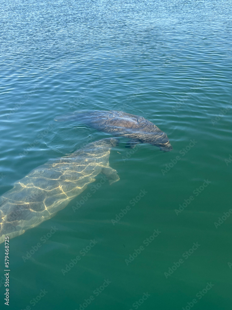 two manatees swimming in Florida water