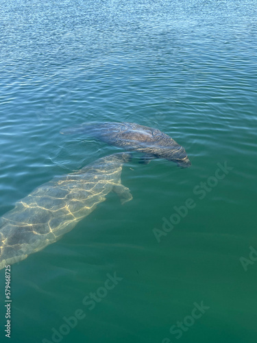 two manatees swimming in Florida water © Jaimie Tuchman