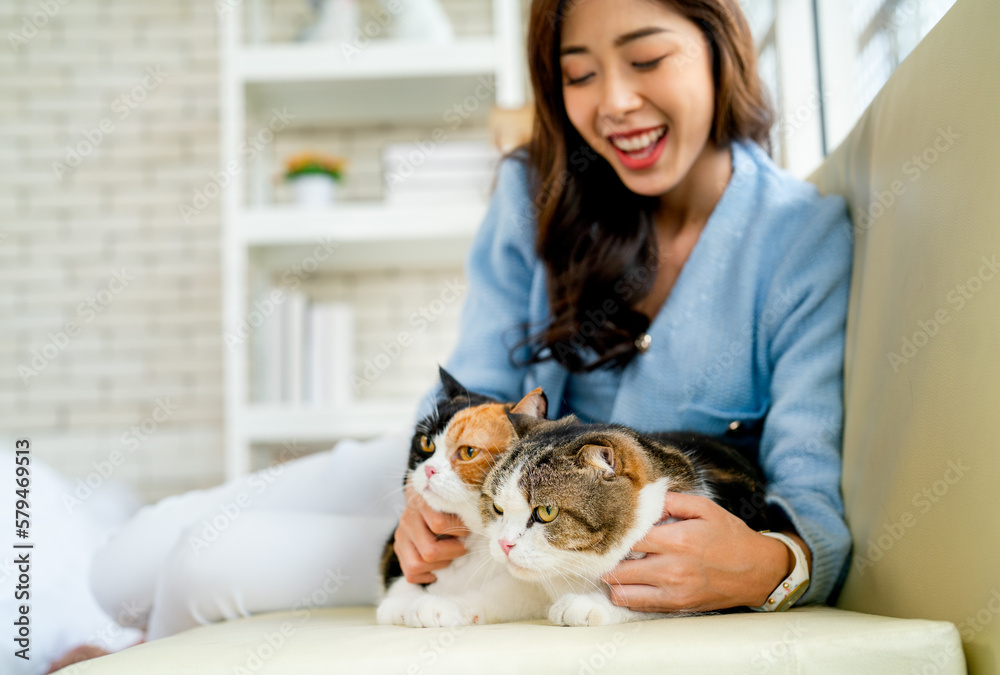 Close up view two lovely cats are fun played by pretty Asian woman sit on sofa with day light and she look happy by smiling. Close up view two lovely cats are fun played by pretty Asian woman sit on sofa with day light and she look happy by smiling.