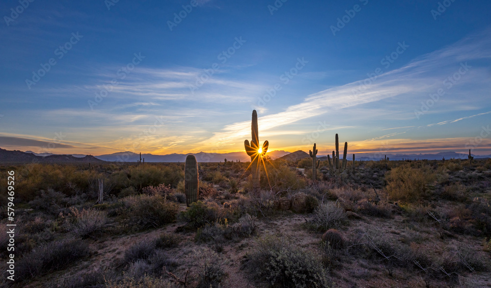 Sun Rays Emerge  Behind A Cactus At Sunrise Time In Arizona Near Phoenix 