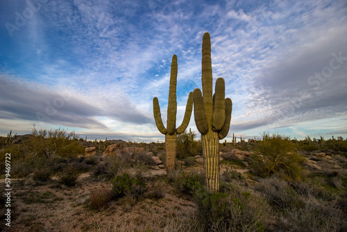 Panoramic AZ Desert Landscape With Saguaro Cactus On A Ridge Near Hiking Trail 
