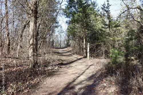 The empty trail in the forest on a sunny day.