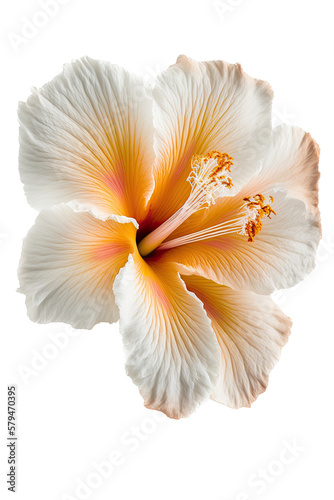 white and orange hibiscus flower photo style, spring, decorative floral illustration, transparent background, png, horizontal, vertical, floral, tropical, generative ai