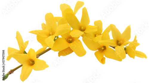 Forsythia spring flower