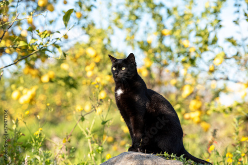 Black cat is in the lemon grove, Italy, Sicily