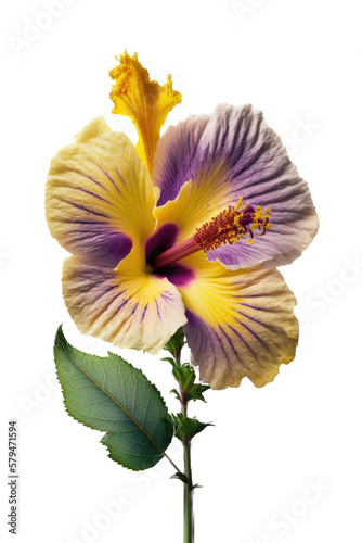 purple yellow pink hibiscus flower photo style, spring, decorative floral illustration, transparent background, png, horizontal, vertical, floral, tropical, generative ai
