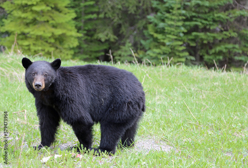Black bear watching - Canada
