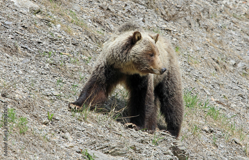 Fototapeta premium Mama Grizzly waiting for her cubs - Canada