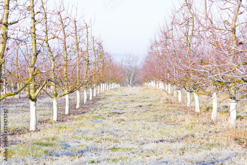 Fototapeta Naklejka Na Ścianę i Meble -  Morning frost on grass and trees in apple orchard. Orchard blur with soft light for background.