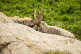 Ibex fight in the alps