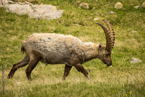 ibex on the meadow © Stephen