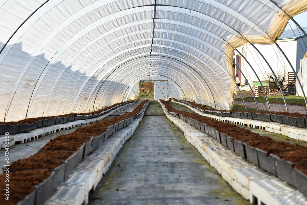 Fototapeta premium Strawberry tunnel with substrate boxes in rows
