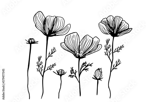 Cosmos flower graphic black white isolated sketch doodle vector illustration