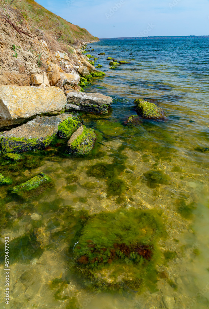 Stones near the shore, overgrown with Mytilaster mollusk and Enteromorpha green algae in Tiligul estuary, Ukraine