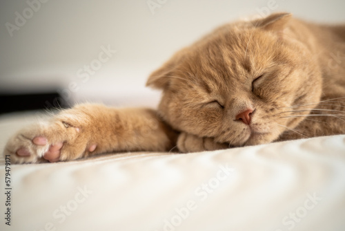 A cat sleeps on a bed with its paw on the end of its paw.