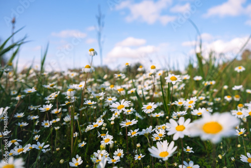 Wild daisy flowers growing on meadow, white chamomiles on blue cloudy sky background. Oxeye daisy, Leucanthemum vulgare, Daisies, Dox-eye, Common daisy, Dog daisy, Gardening concept. © YALÇIN KAHYA