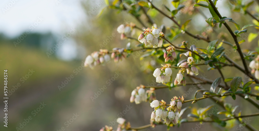 Blueberry blossom in soft fruit plantation, closeup of beautiful white flowers of blueberries - vaccinium corymbosum. Blueberry blossom in soft fruit plantation, closeup of beautiful white flowers of blueberries - vaccinium corymbosum.