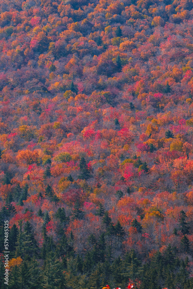 Colorful Treetops Colorful Treetops