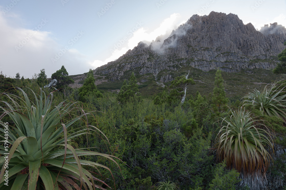 Fog over Cradle Mountain, Tasmania , from a different point of view, from the west side. Pandani in the front.