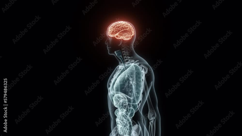 3D rendering Medical Animation of a Human Brain.X-ray of a Brain 3D rendering Medical Animation of a Human Brain.X-ray of a Brain