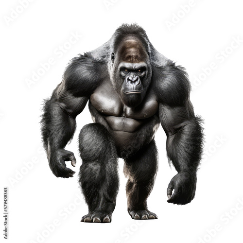 Obraz na płótnie gorilla isolated on white background