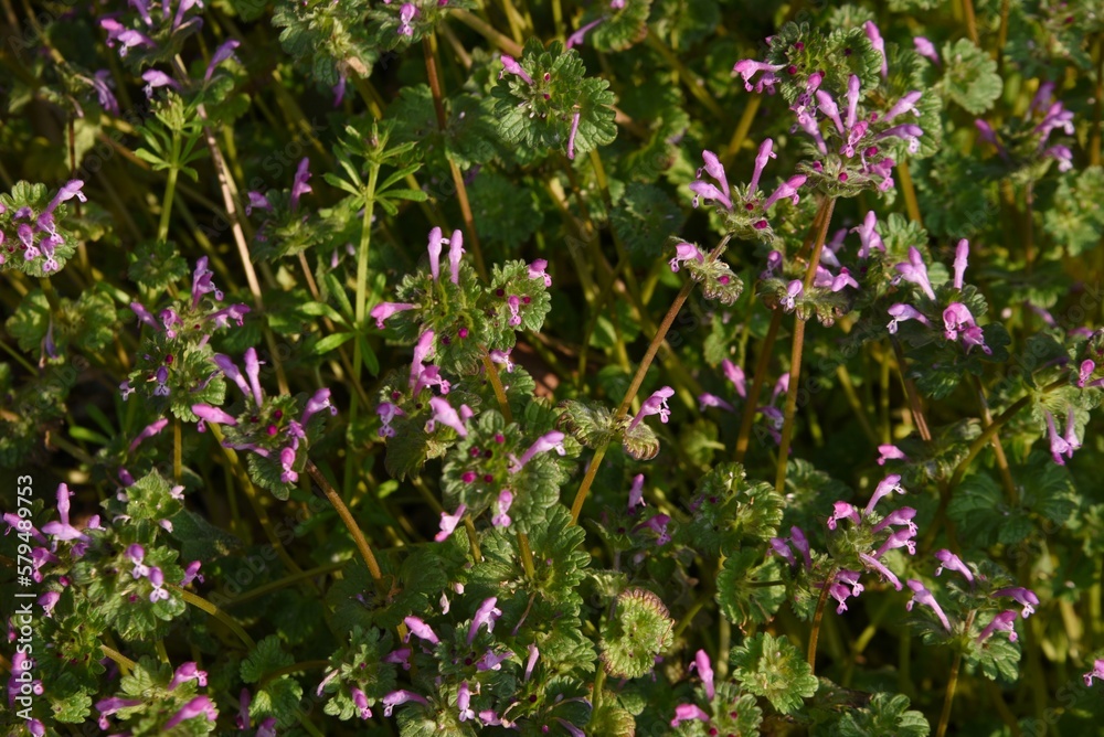 The henbit flowers. Lamiaceae biennial weed. Grows on roadsides and along the banks of fields, and blooms purple lip-shaped flowers from February to May. The henbit flowers. Lamiaceae biennial weed. Grows on roadsides and along the banks of fields, and blooms purple lip-shaped flowers from February to May.