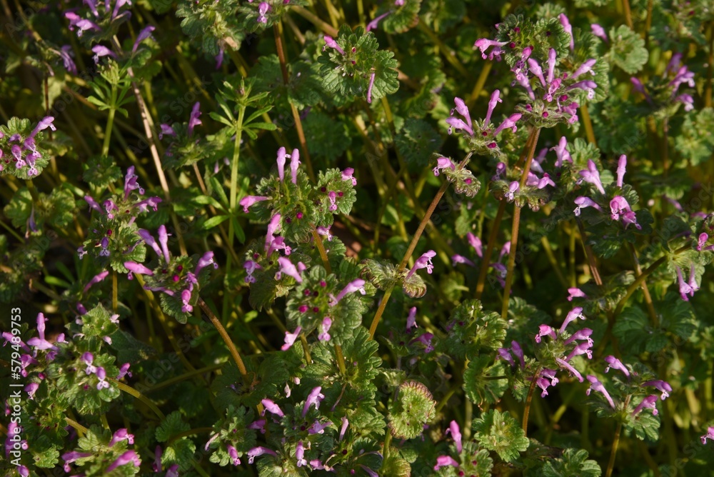 The henbit flowers. Lamiaceae biennial weed. Grows on roadsides and along the banks of fields, and blooms purple lip-shaped flowers from February to May.