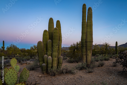 Arizona Desert Landscapes, America, USA.