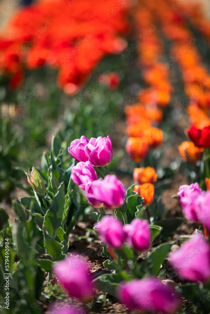 tulipani tulipani