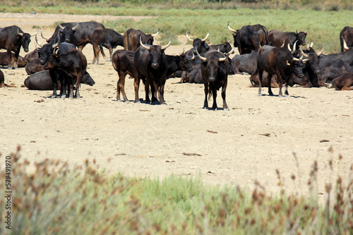 troupeau de toros de Camargue © helenedevun