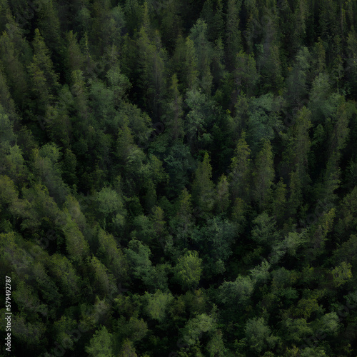  Aerial view of a green boreal forest